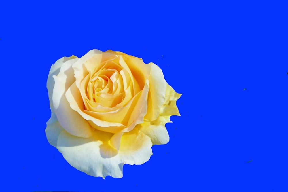 a single yellow rose on a blue background