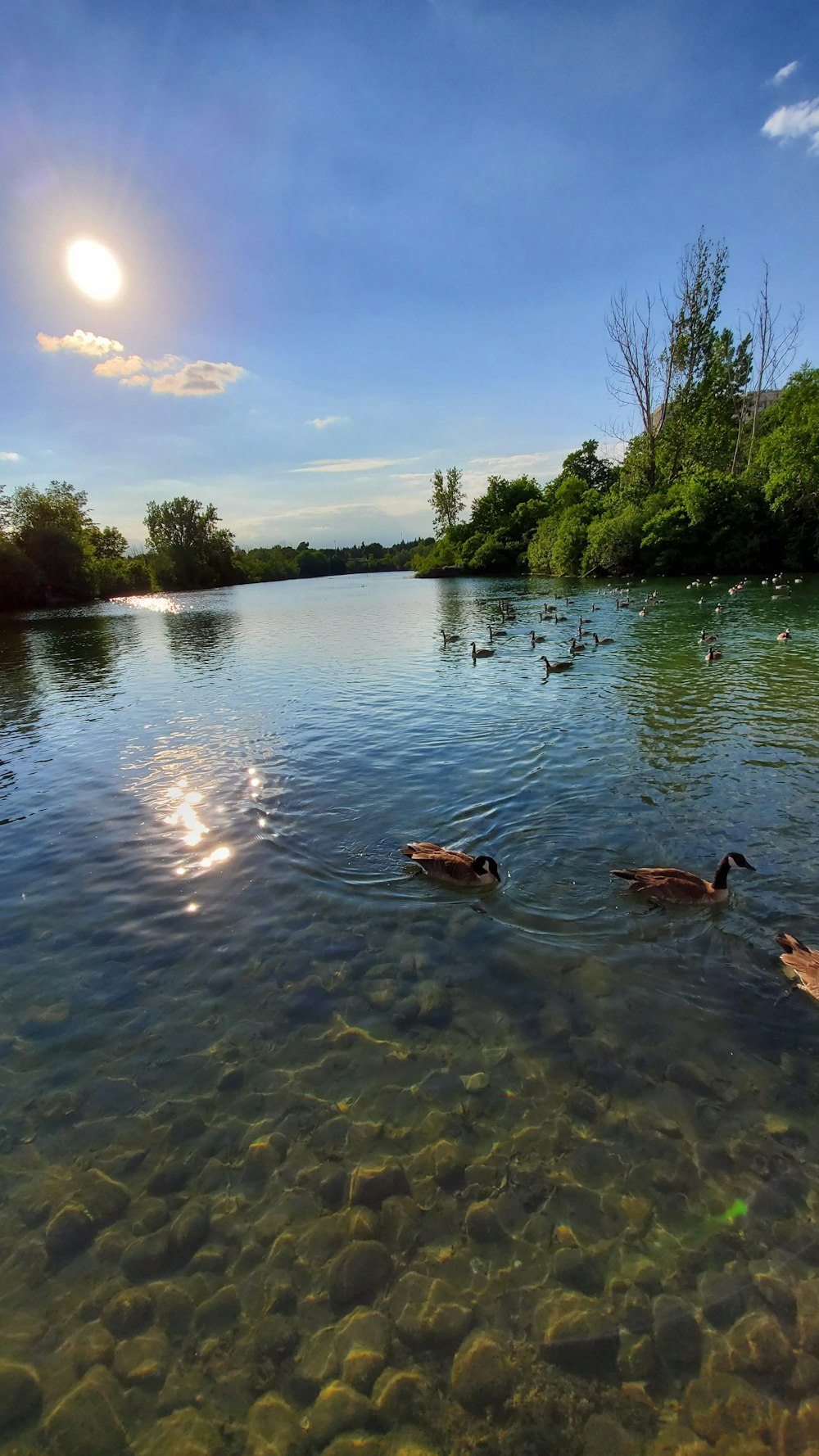 a group of ducks floating on top of a lake