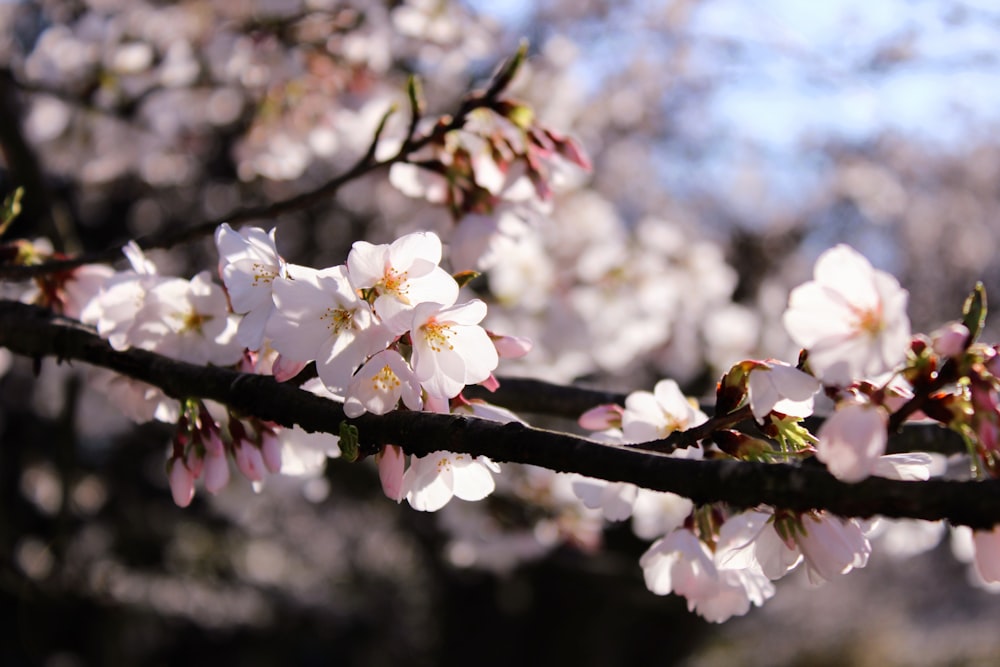 a close up of a tree with white flowers