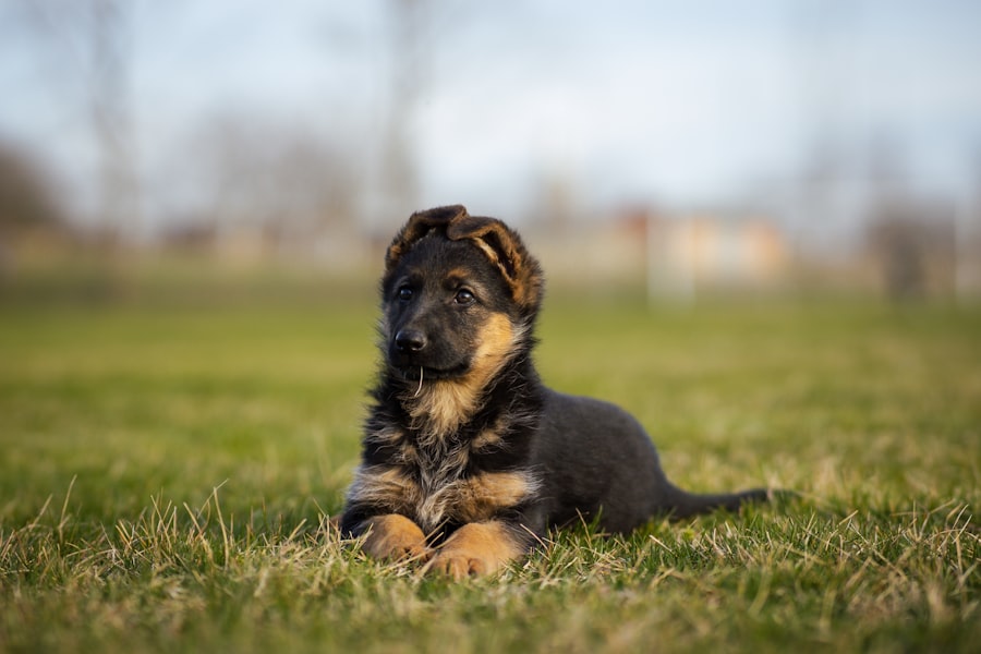 Young German Shepherd puppy sitting on green grass, ready for safe early socialization before full vaccinations