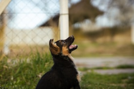A playful puppy with black and tan fur is sitting on a grassy area, looking up with its mouth open, possibly in mid-bark or play. The background features a blurred fence and a natural outdoor setting, suggesting the puppy is in a garden or backyard.