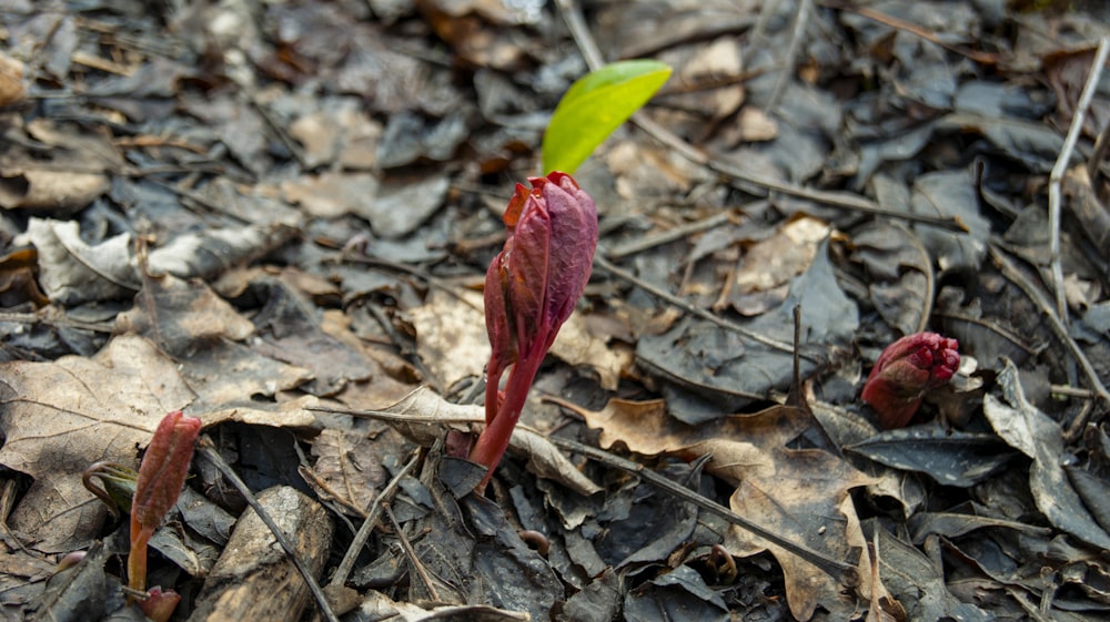 a small red flower is growing out of the ground