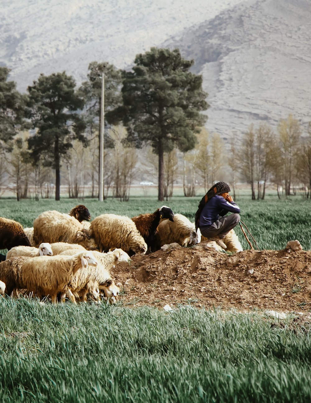 a man kneeling down in a field with a herd of sheep