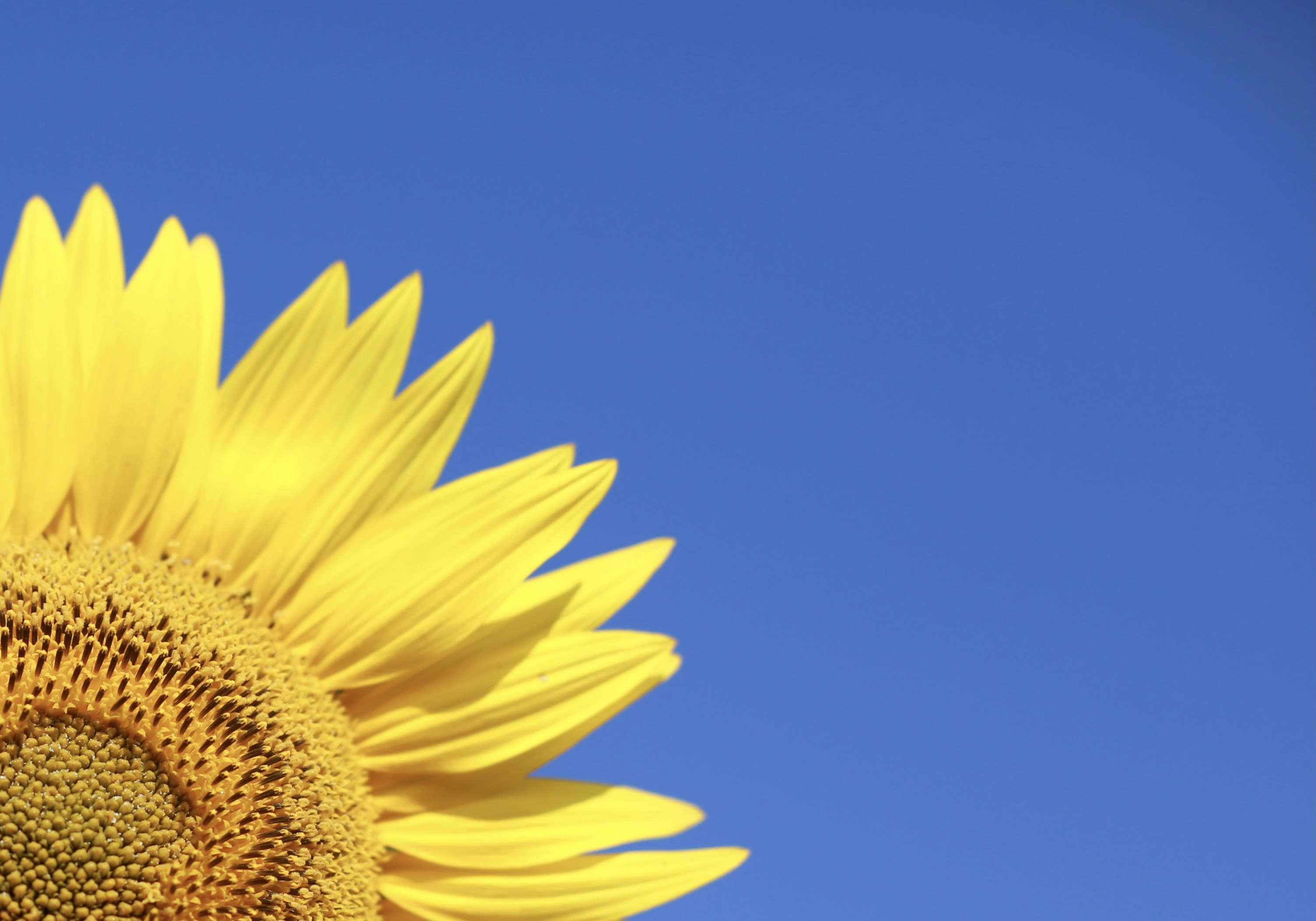 Photo by agnese_photos