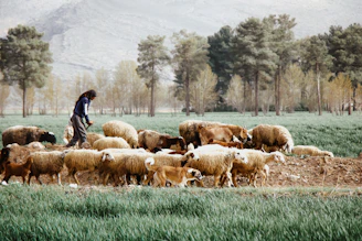 a man standing in a field with a herd of sheep