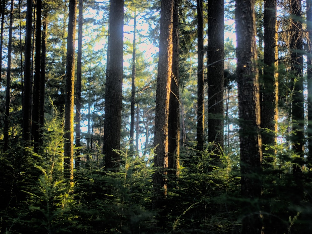 a forest filled with lots of tall trees