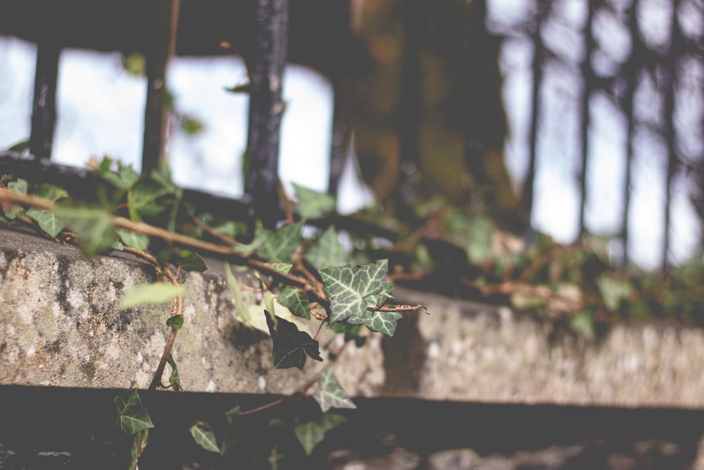 ivy growing on the side of a stone wall