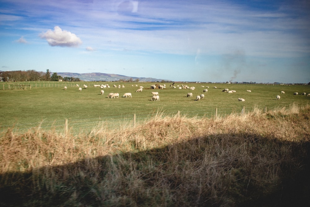 a herd of sheep grazing on a lush green field