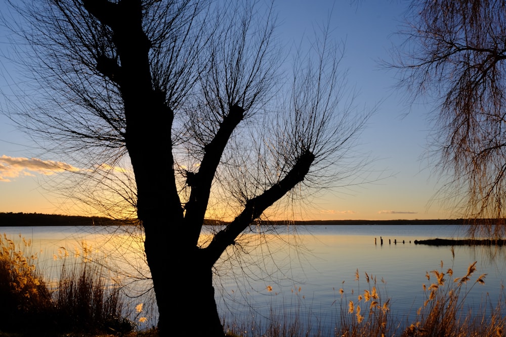 a tree that is next to a body of water