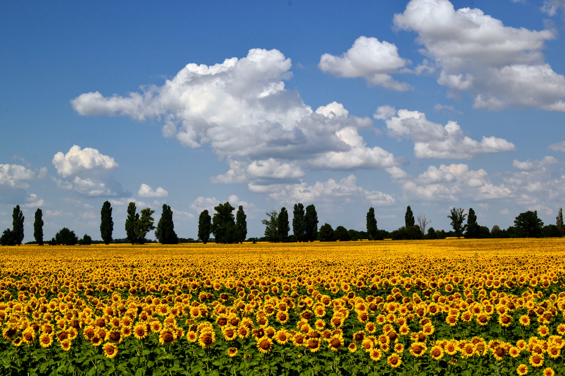 A wide field of blooming yellow sunflowers stretching to a line of tall trees under a blue sky with white clouds