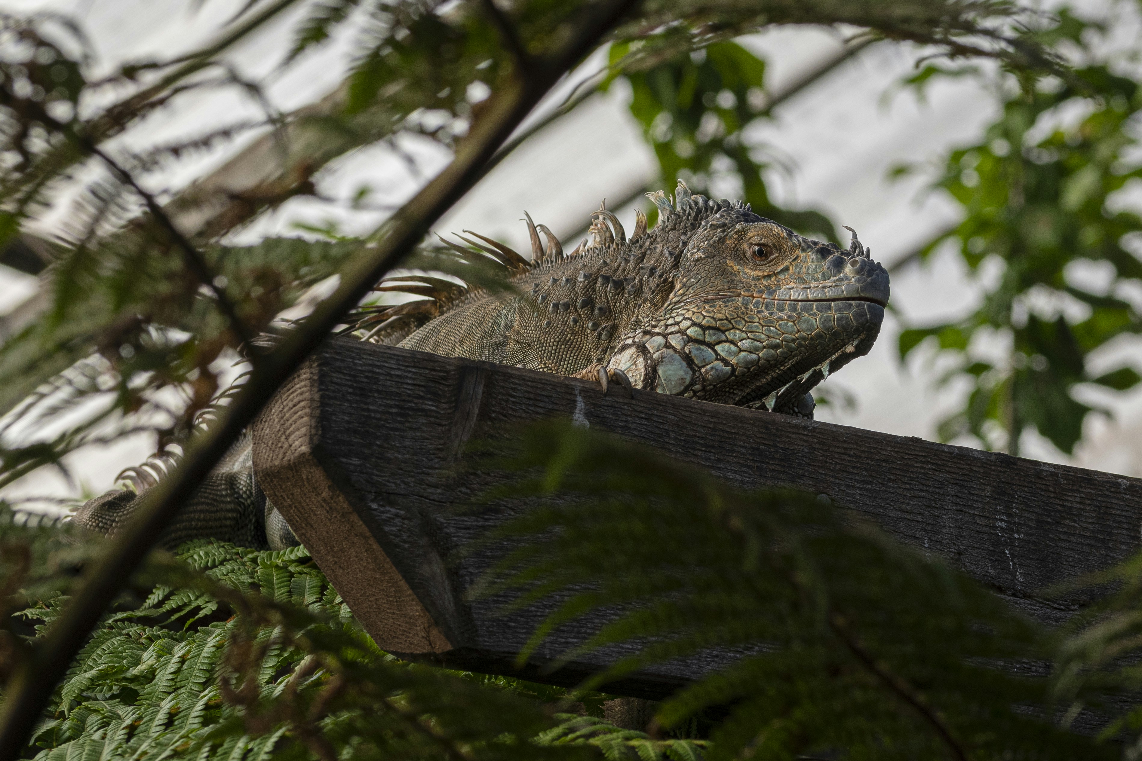 a large lizard sitting on top of a wooden fence