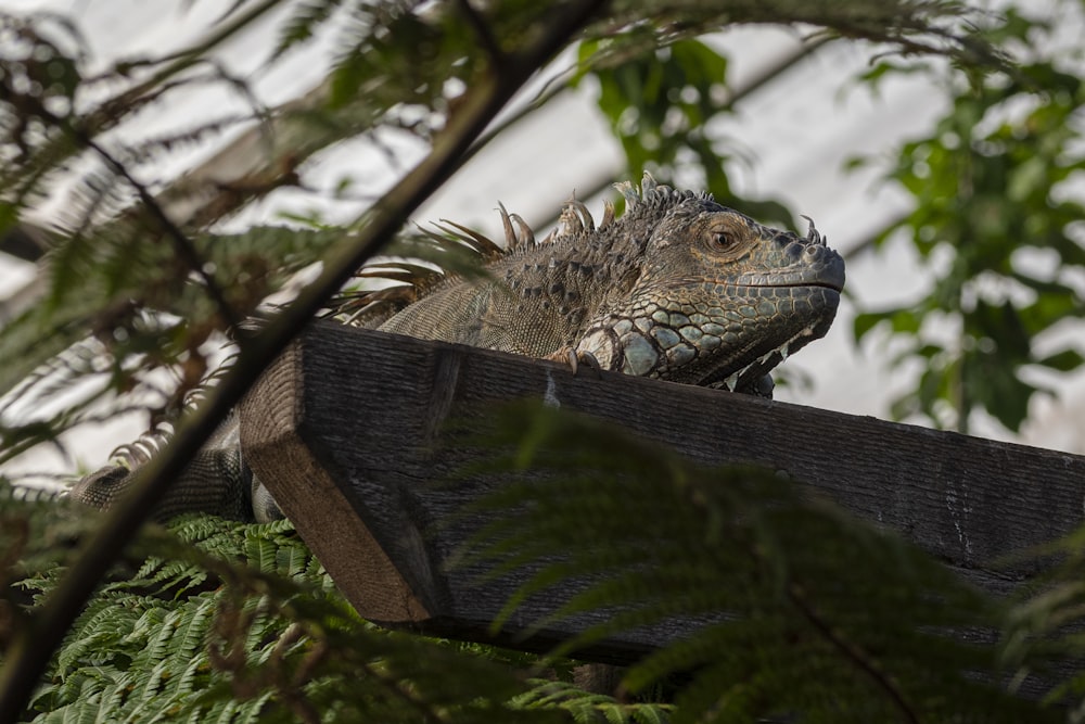 um lagarto grande sentado em cima de uma cerca de madeira