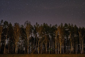 A starry night sky over a peaceful forest, evoking a sense of calm.