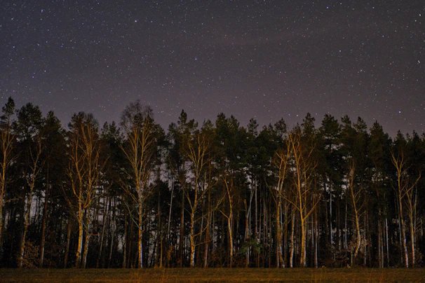 A peaceful forest path lined with tall trees under a deep indigo twilight sky.
