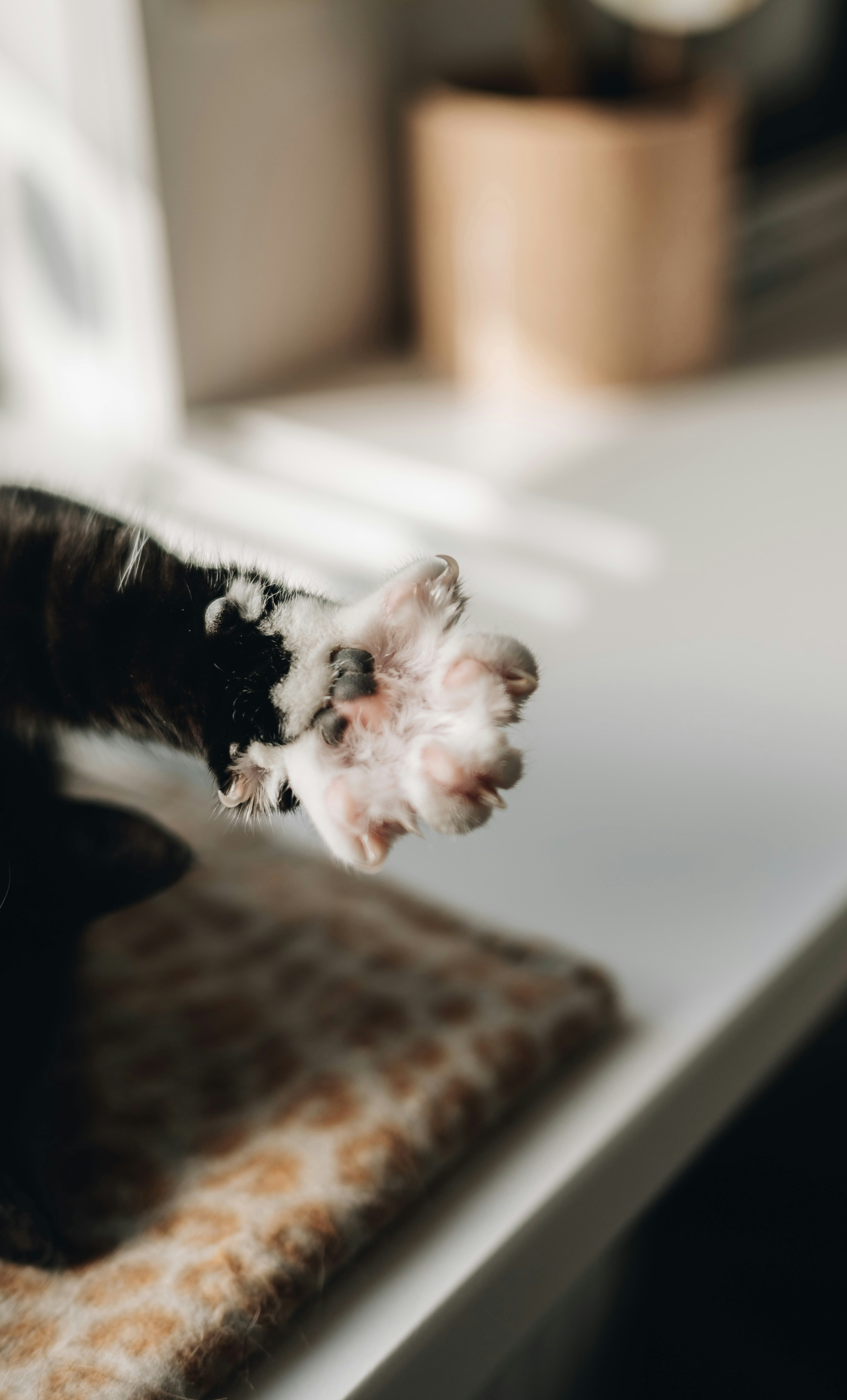 Eine schwarz-weiße Katze liegt auf einem Tisch