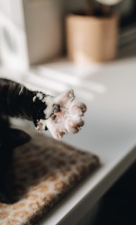 a black and white cat laying on top of a table