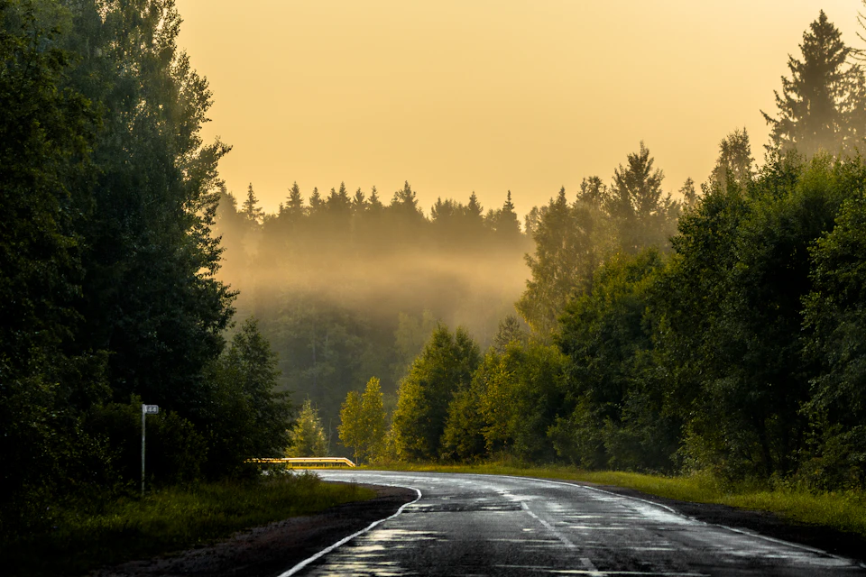 The image depicts a serene forest road winding through lush greenery, with tall trees on both sides and a clear blue sky above. The road is wet from recent rain, reflecting the surrounding beauty. A white line runs down the center of the road, guiding vehicles along their path. In the distance, beyond the trees, there are more trees visible, adding depth to the scene.