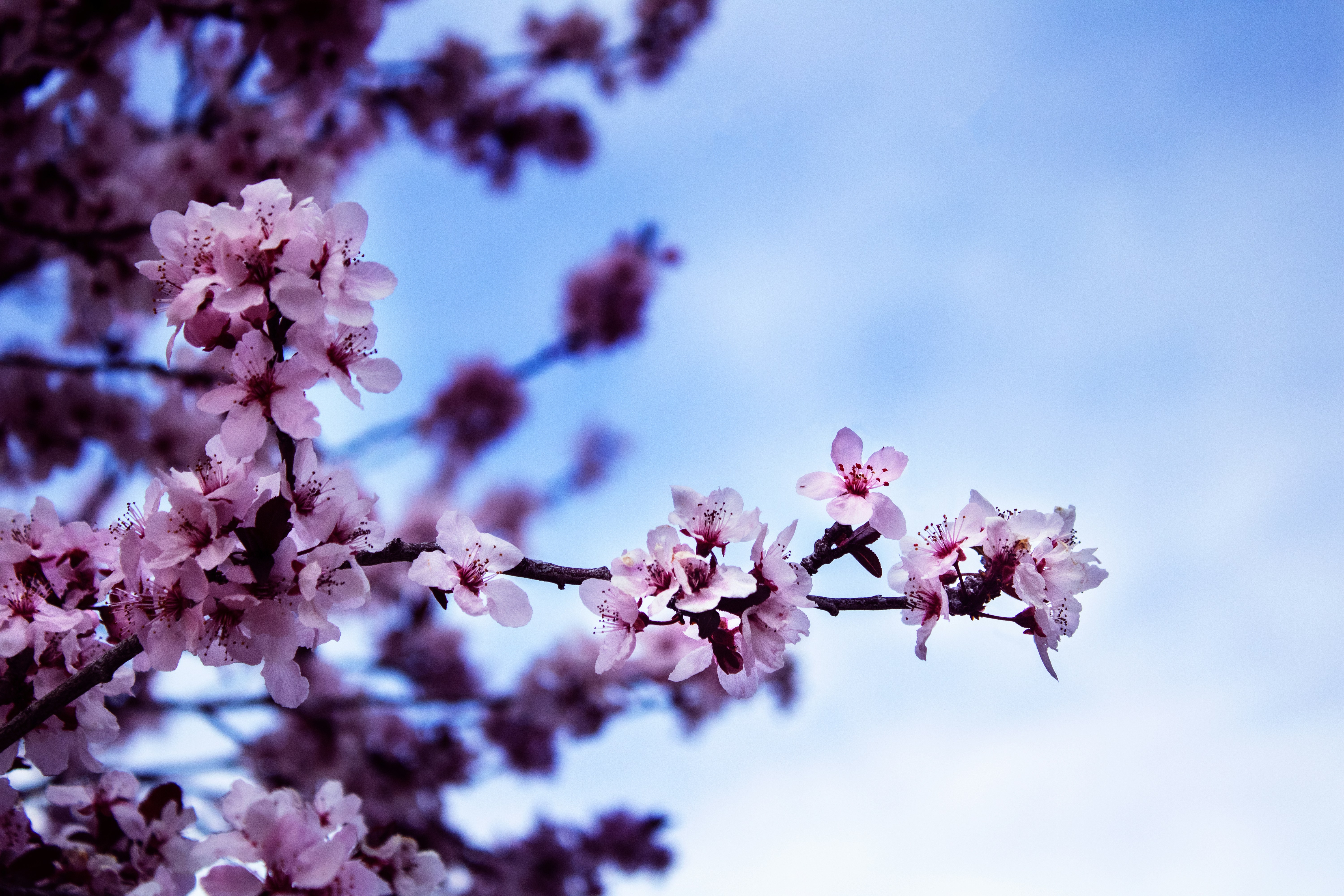 Photo by realalexthelion