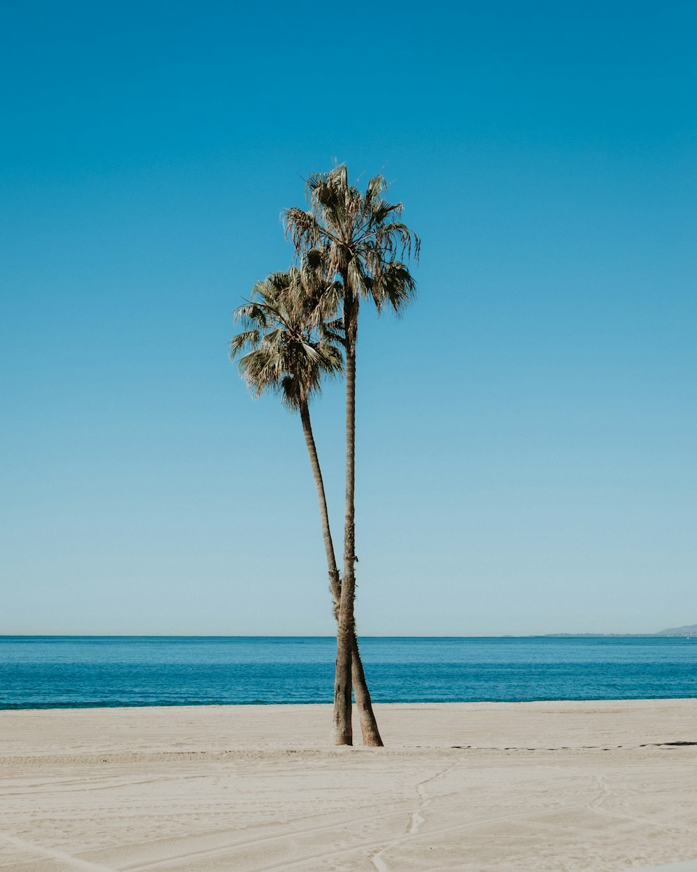 a palm tree on a beach with the ocean in the background