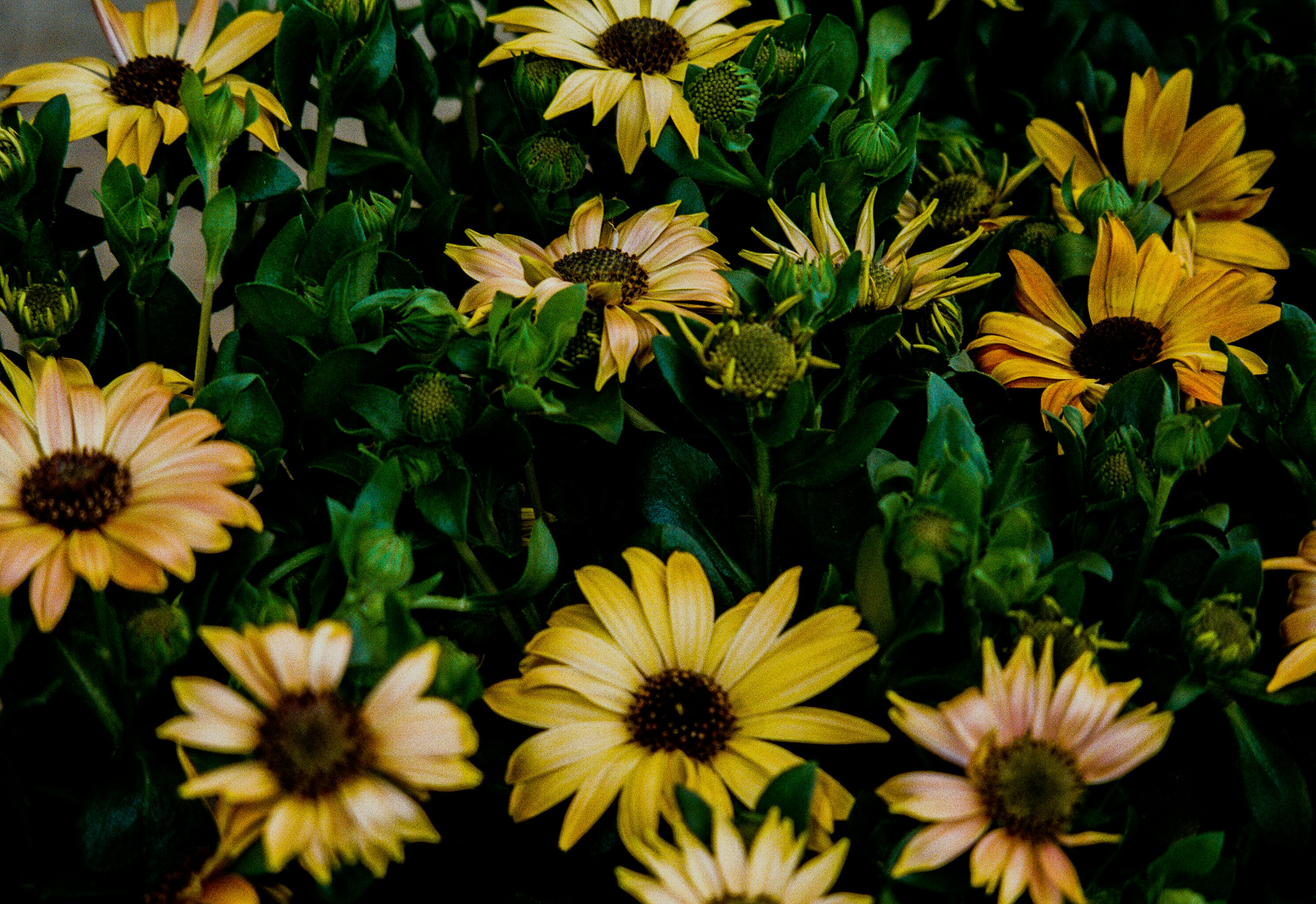 Photo by fionafrommelt