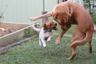 Two dogs, one small and one large, sharing a playful moment in a grassy backyard.