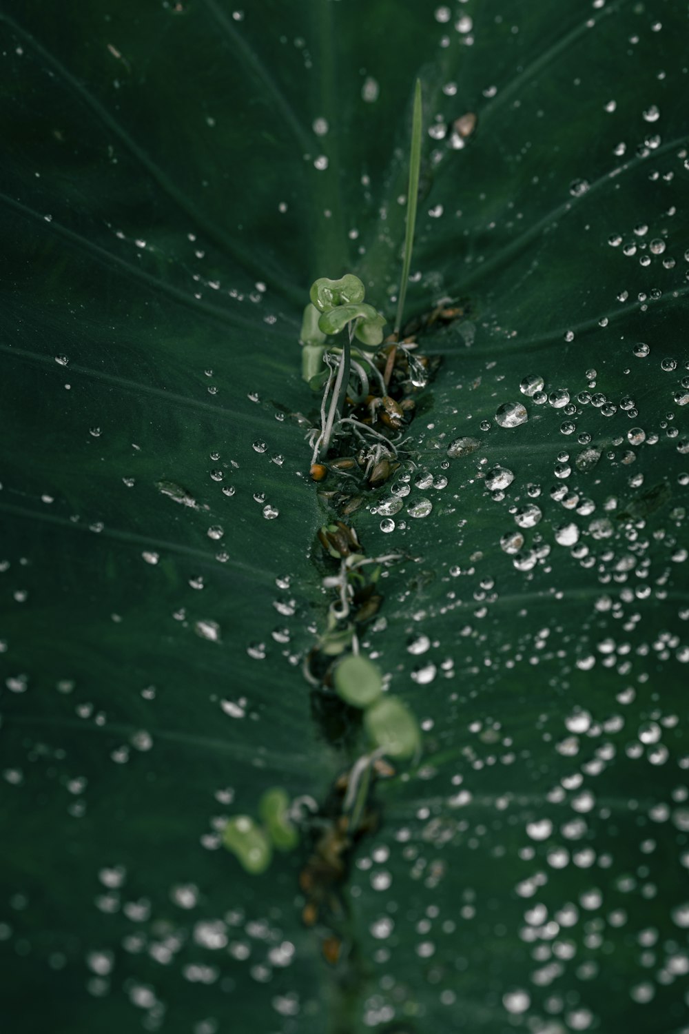 una foglia verde con gocce d'acqua su di essa