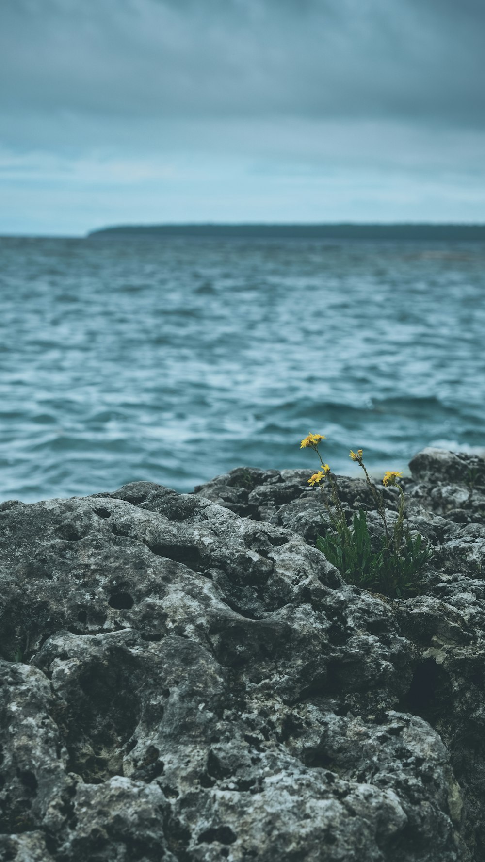 a couple of yellow flowers sitting on top of a rock