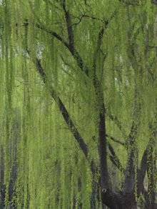 a bench under a tree in a park