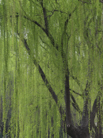 a bench under a tree in a park