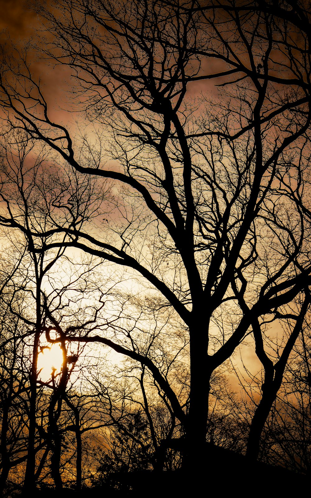 the sun is setting behind a tree with no leaves