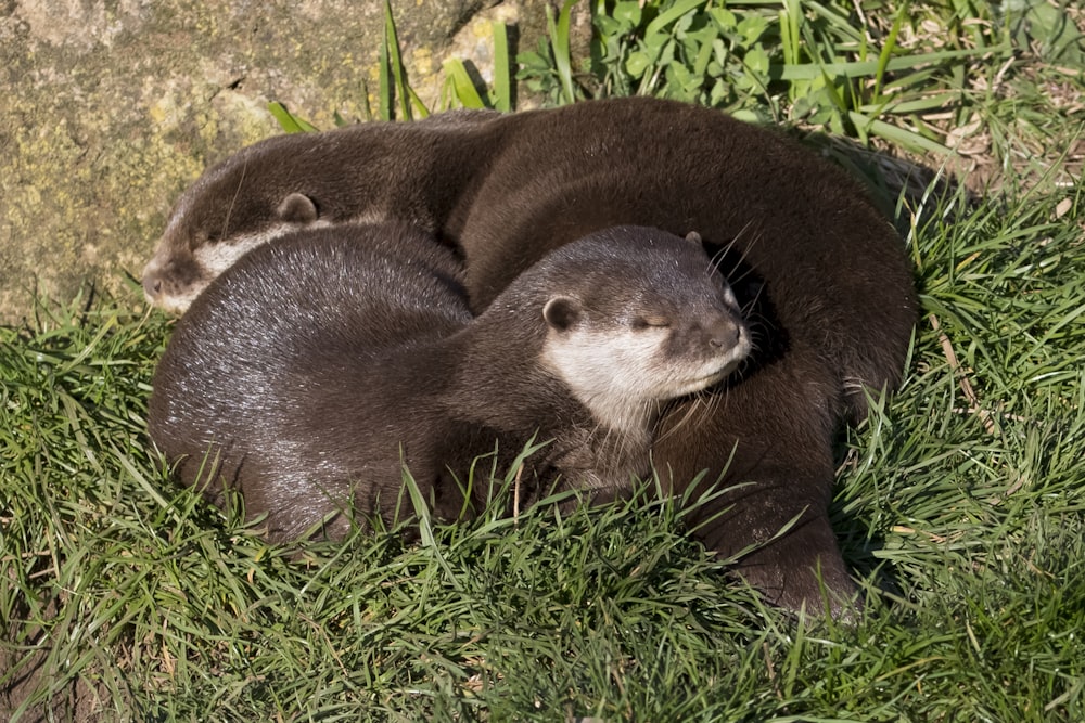 Un par de animales que están tendidos en la hierba