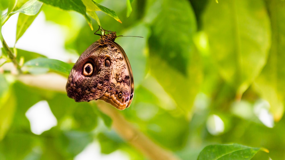 a close up of a butterfly on a tree branch