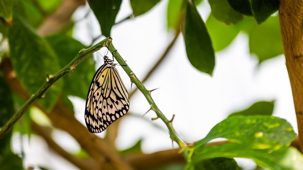 una mariposa que está sentada en una rama