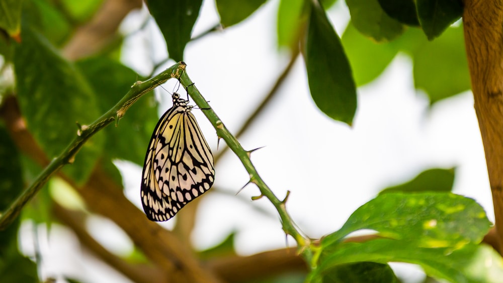 ein Schmetterling, der auf einem Ast sitzt