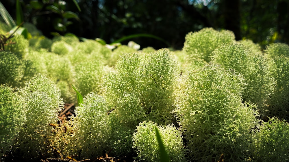 a bunch of green plants that are in the grass