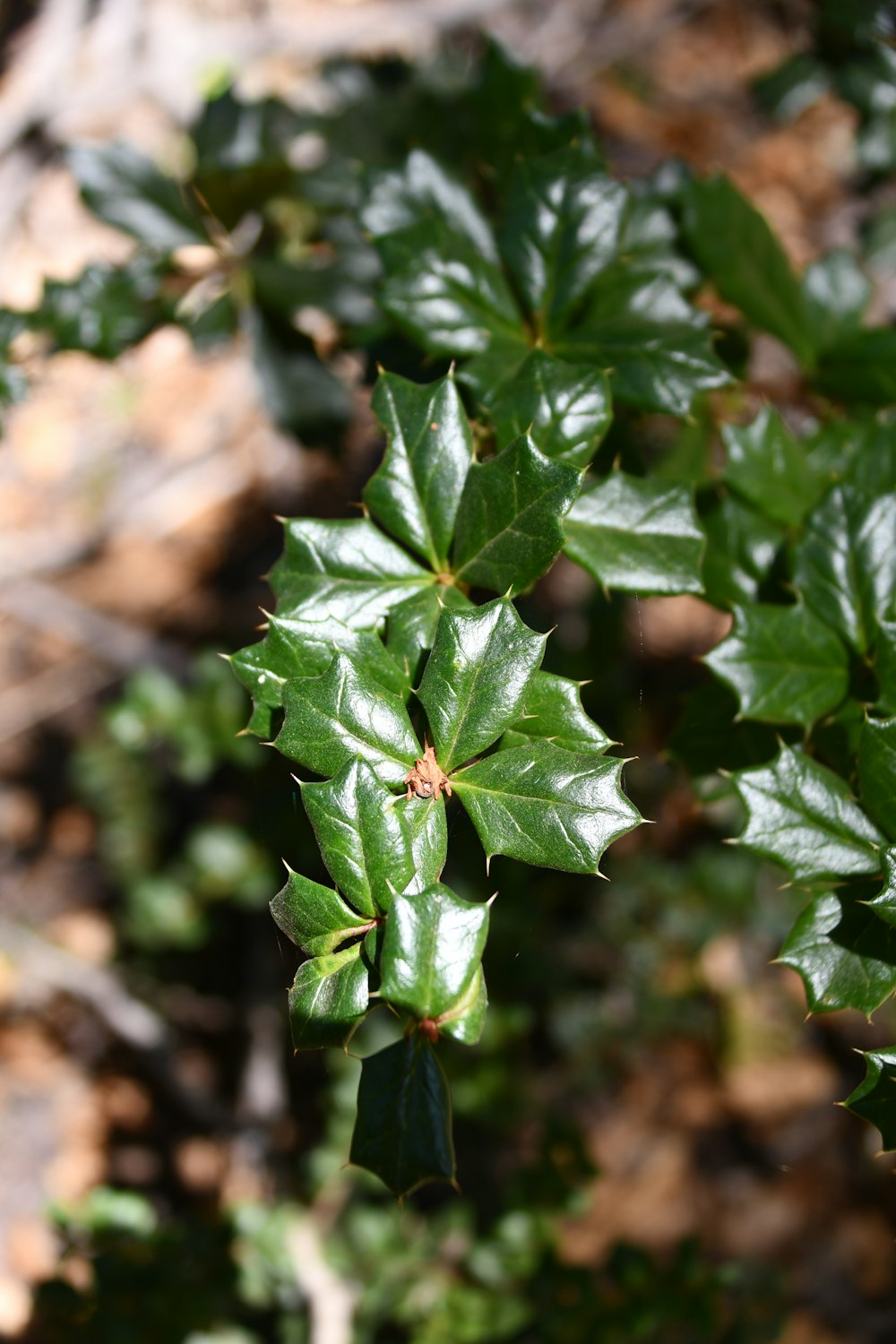 a close up of a green plant with leaves