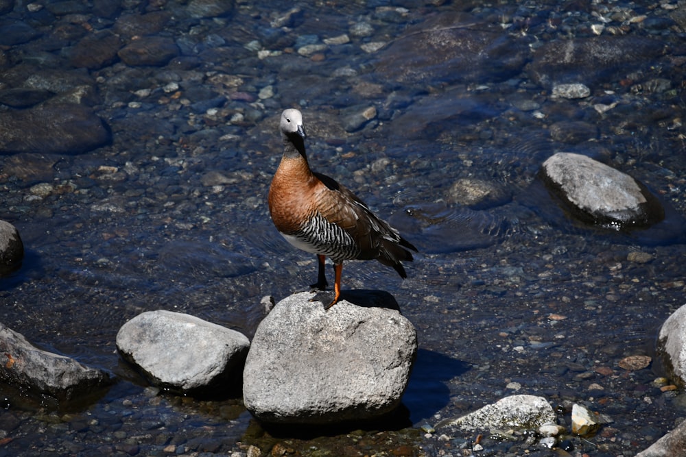 a bird is standing on a rock in the water