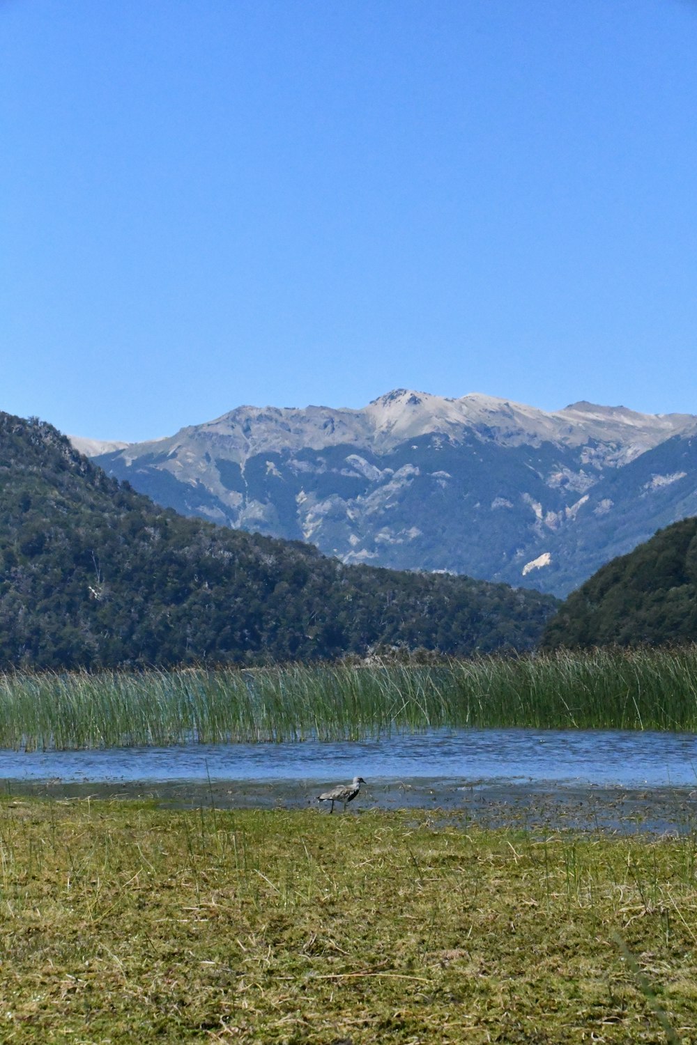 a bird is standing in the grass near a body of water