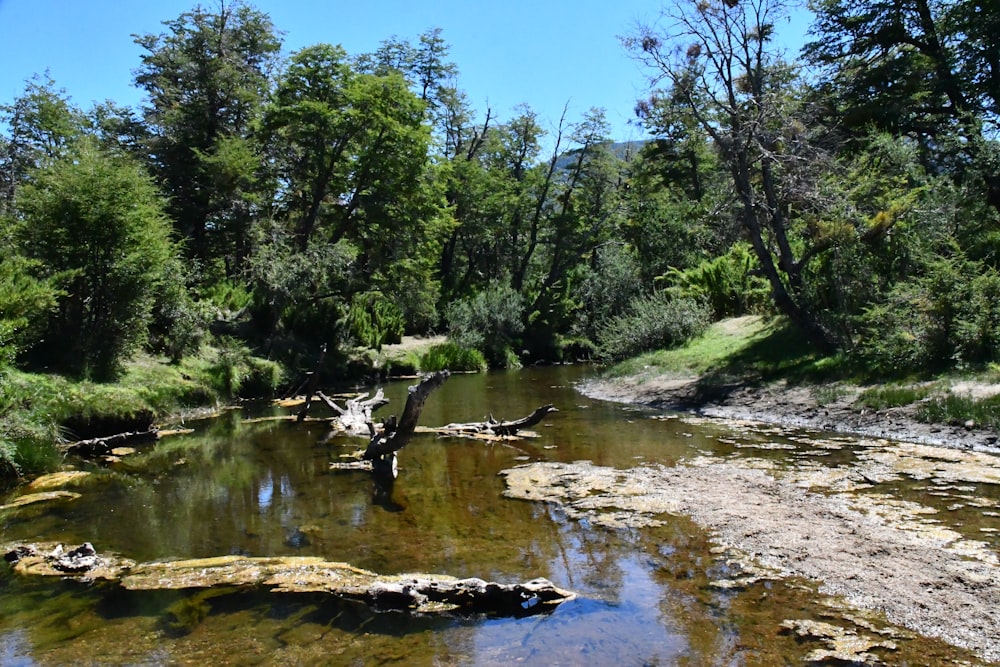 a river running through a lush green forest