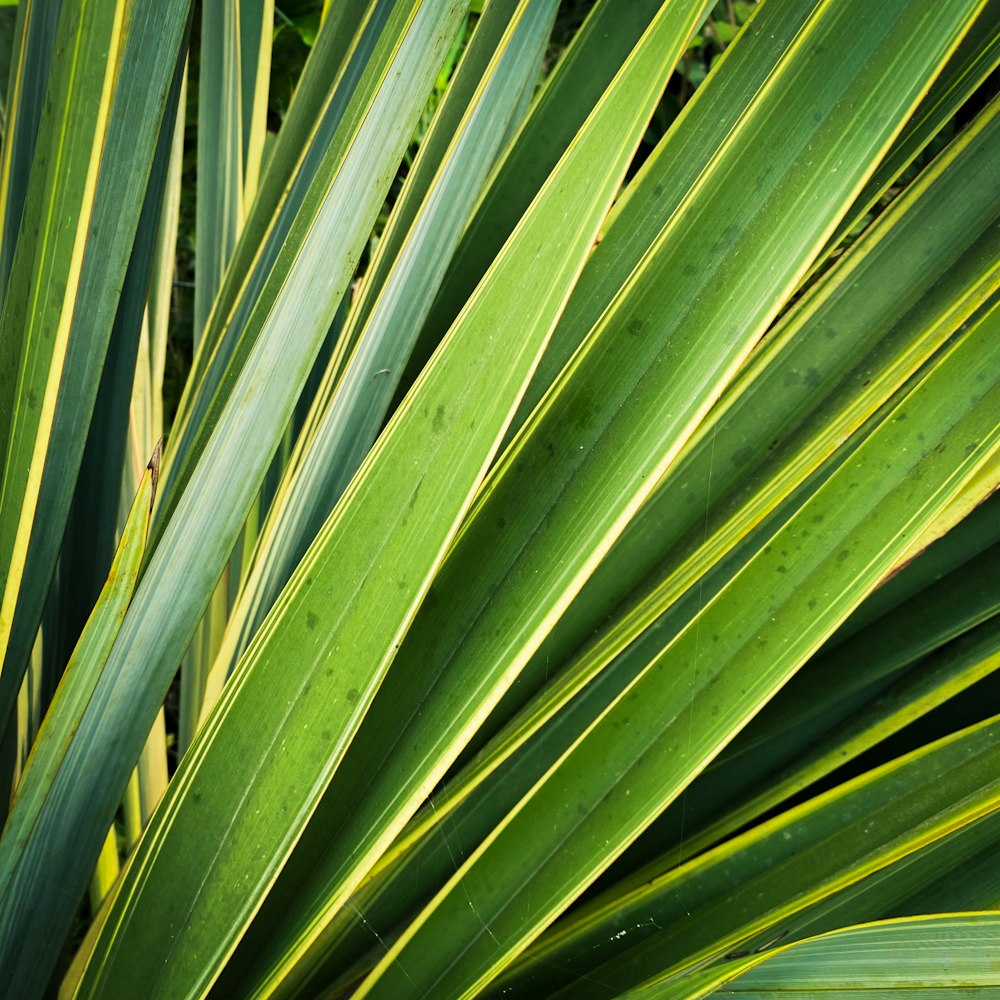 a close up of a plant with green leaves