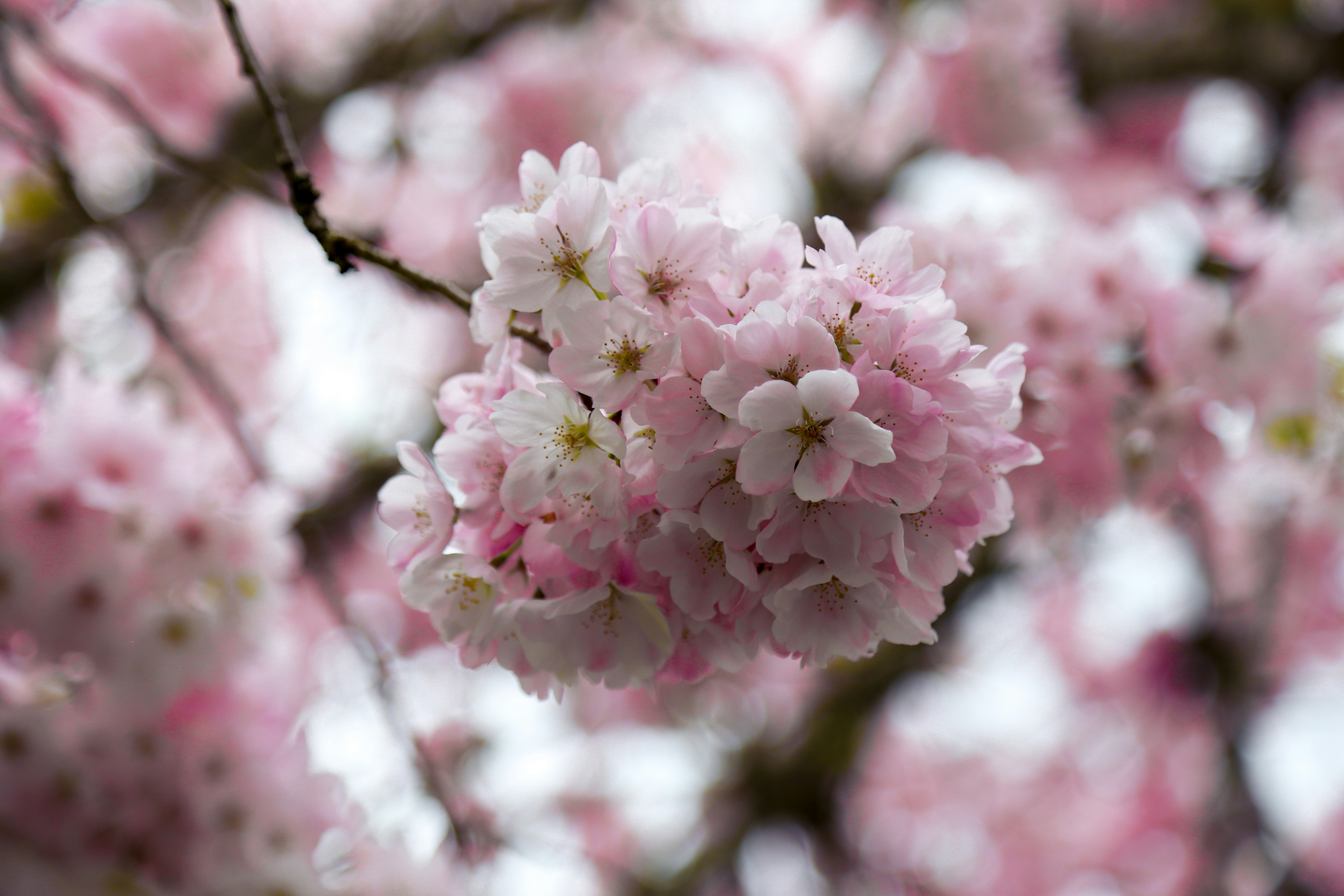 Photo by kiril_aglichev