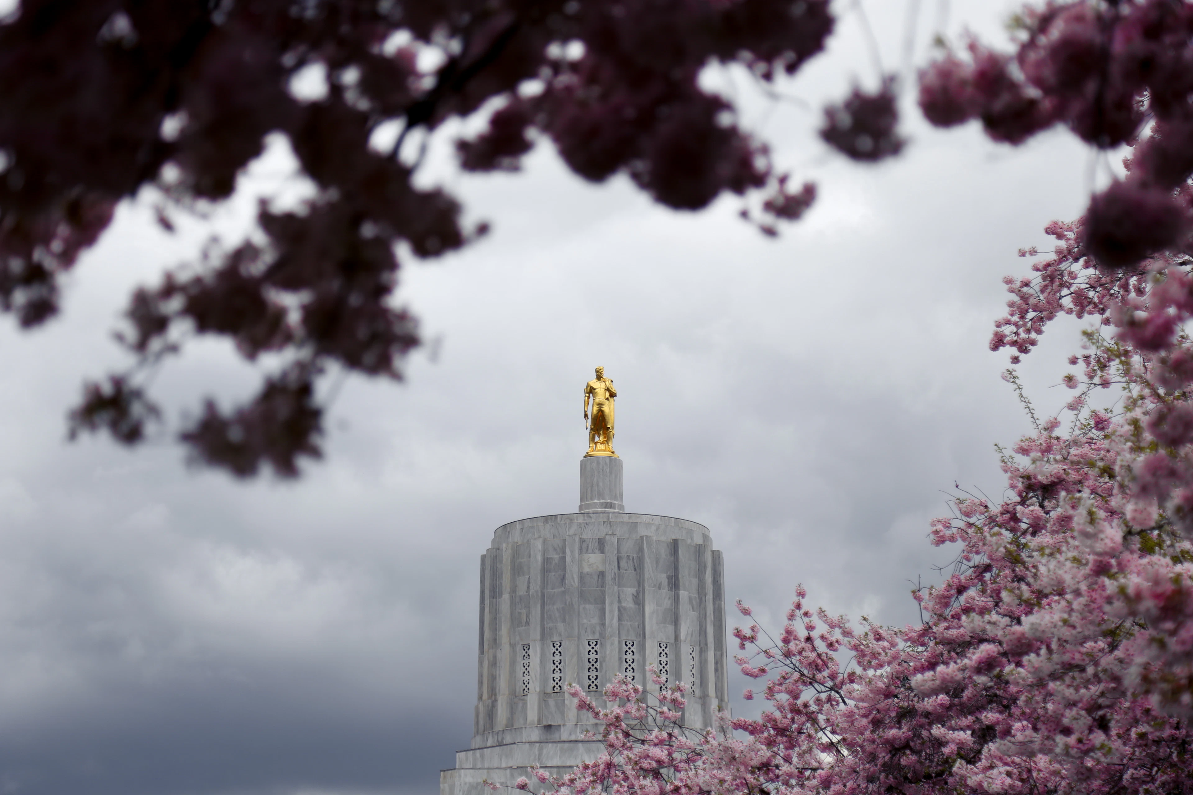 The gold Oregon Pioneer statue atop the Oregon State Capitol in Salem, framed by cherry blossoms
