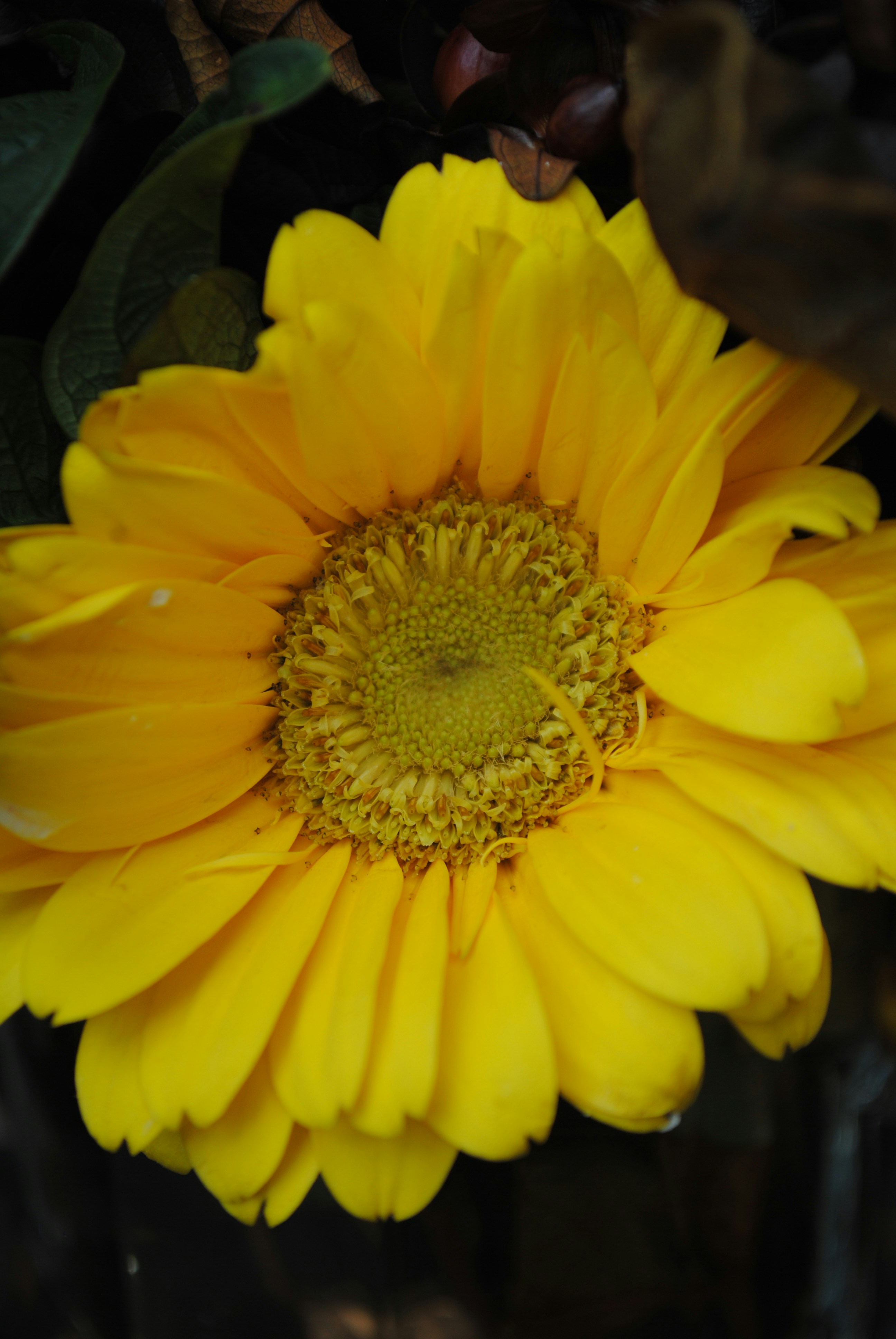 Photo by curiousjorge