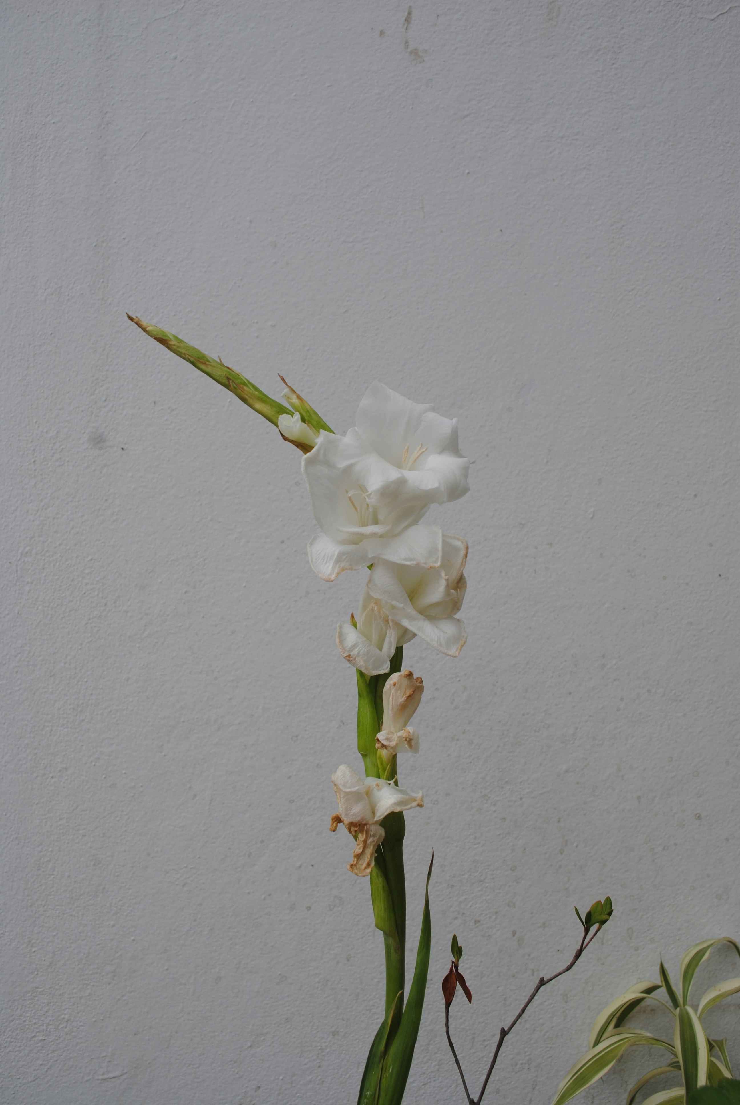 a white flower sitting on top of a green plant