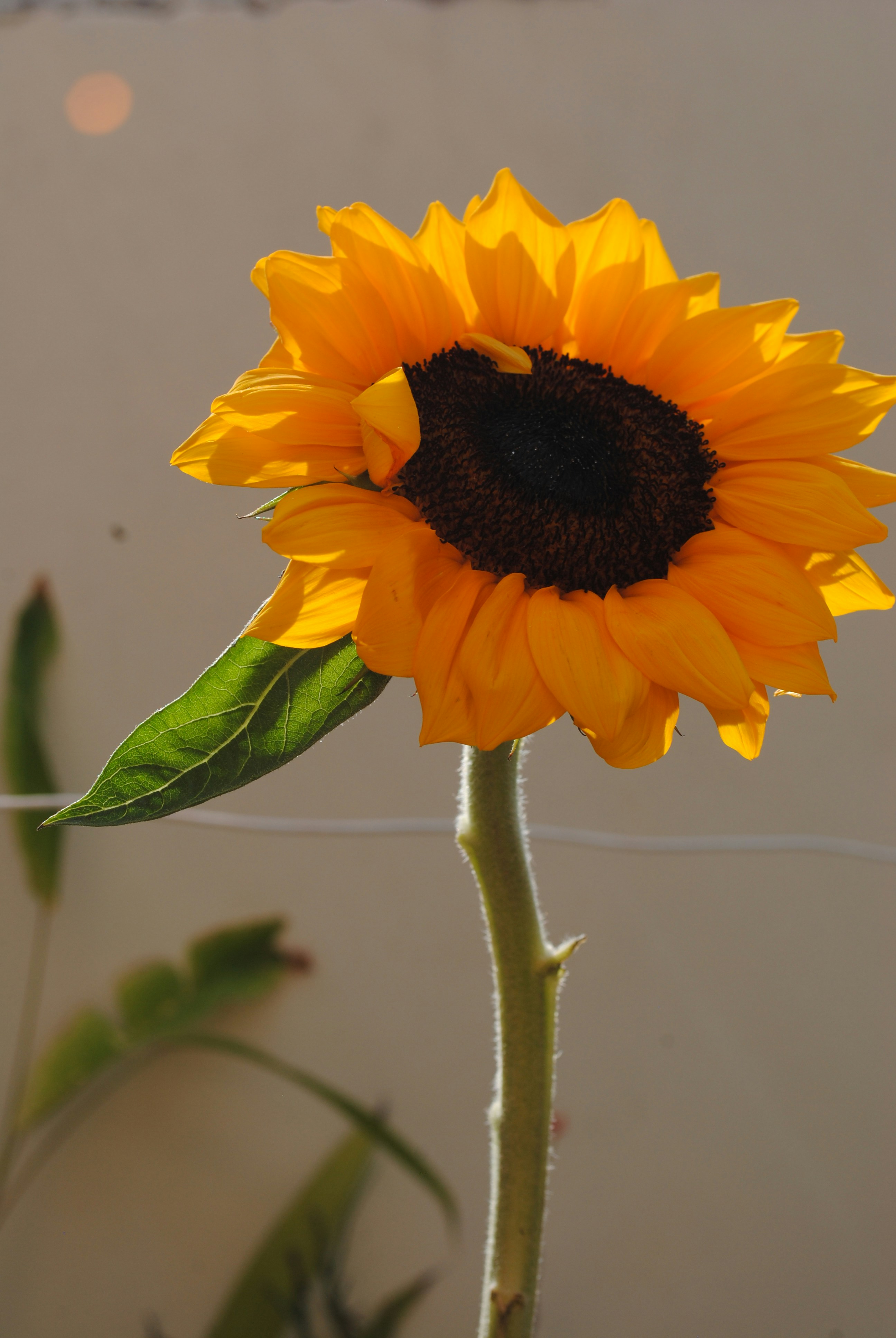 Choose from a curated selection of flower photos. Always free on Unsplash.