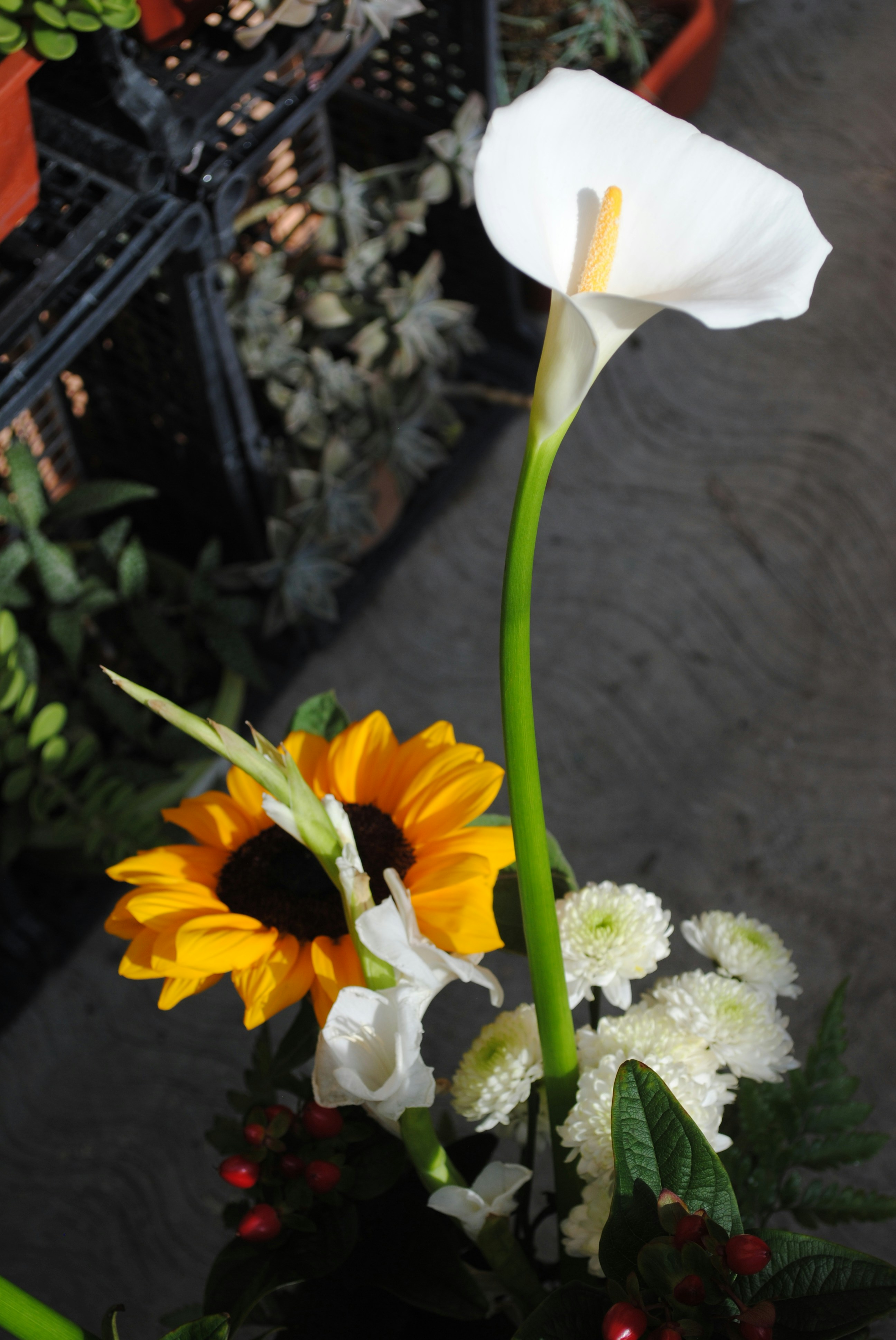 uma flor branca e um girassol em um vaso