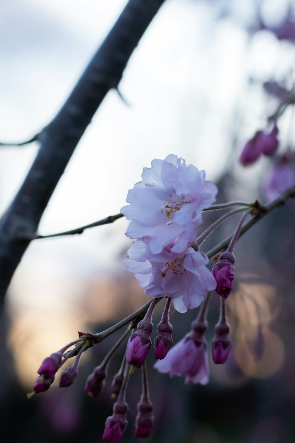 a close up of a flower on a tree branch