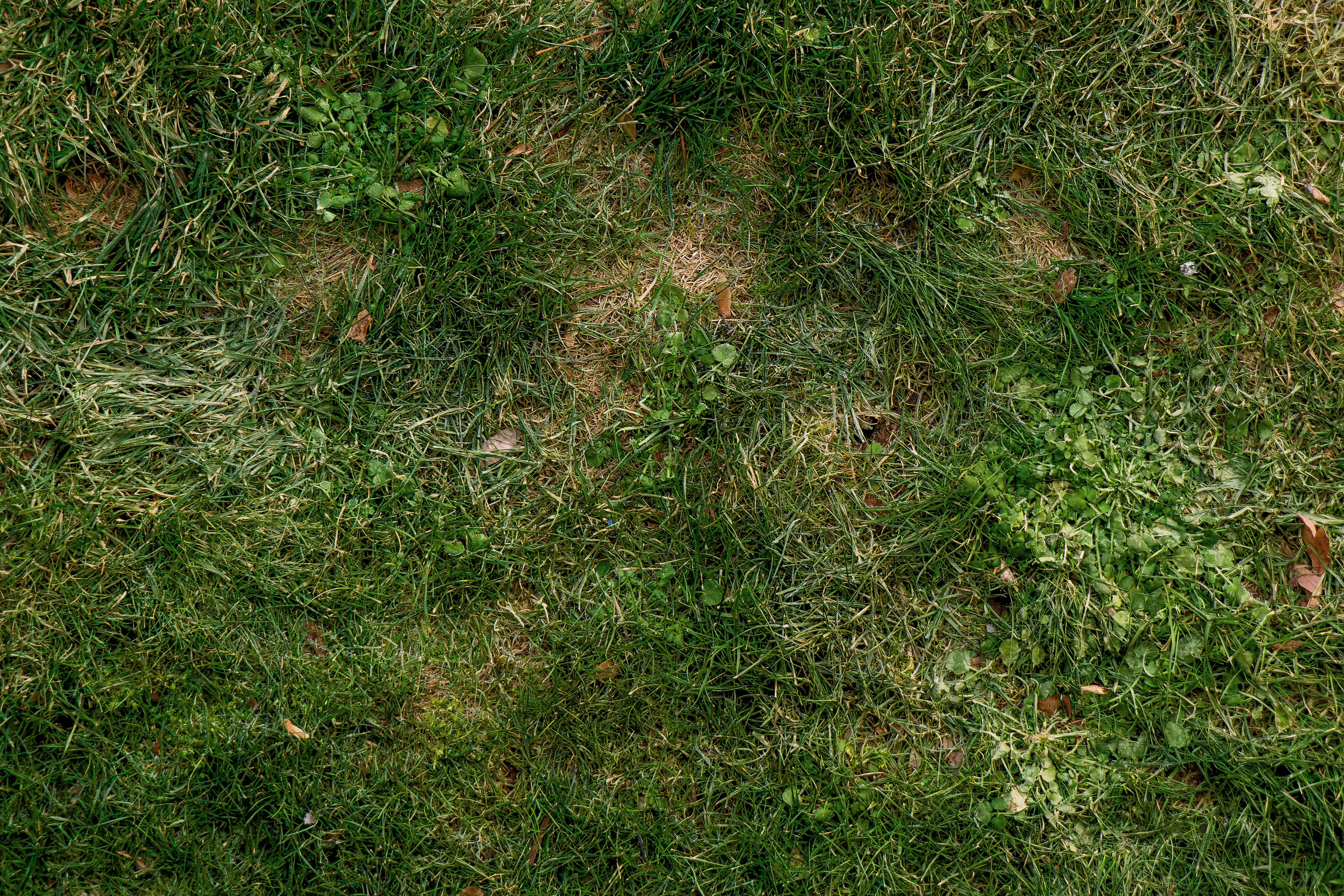Lawn Disease: Identification & Treatment Guide