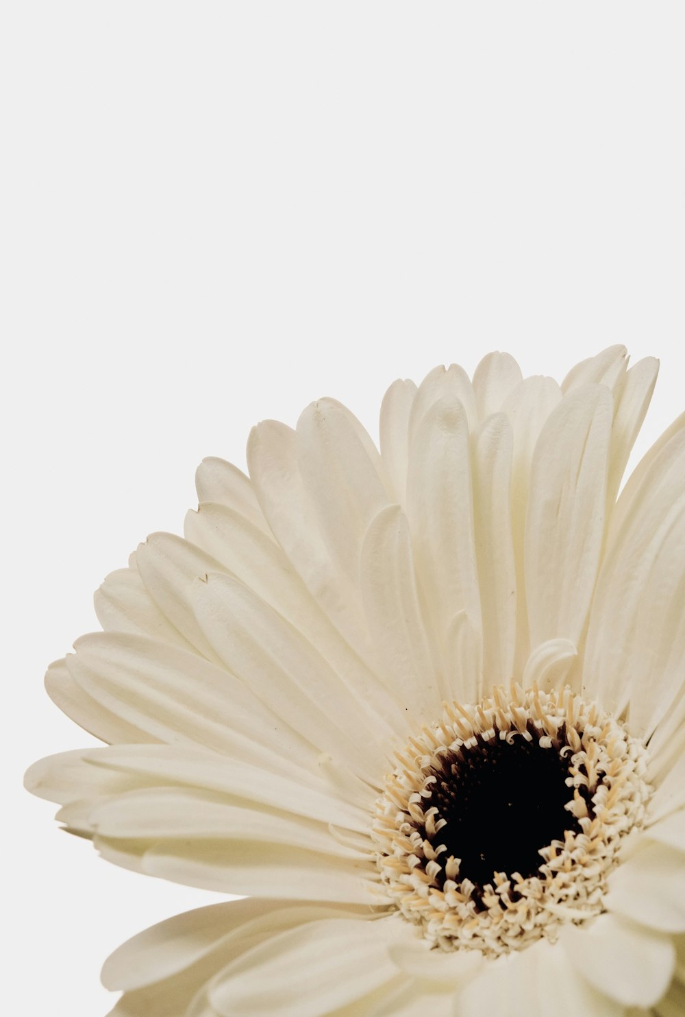 a close up of a white flower on a white background