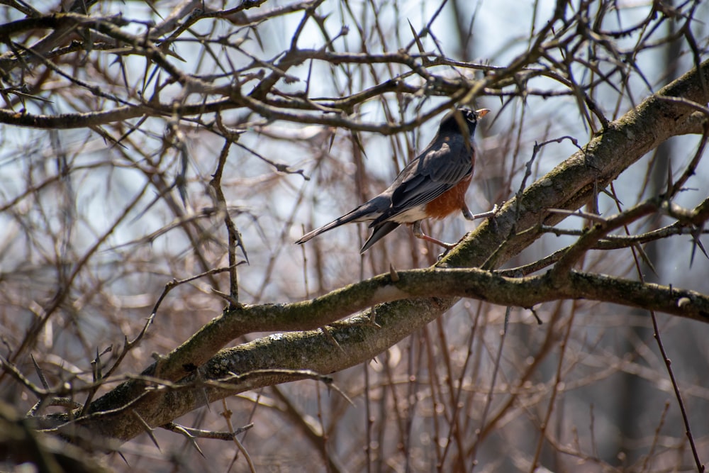 a bird perched on a branch of a tree